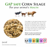 Corn silage with GAP